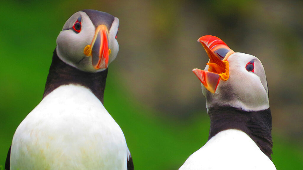 Two puffins, one with beak open